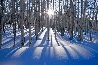 Sunlit Birches (Telluride, Colorado) Panorama by Peter Lik - 0