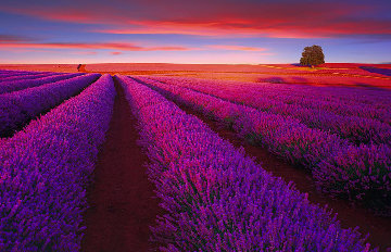 Splendour 1.5M Huge Panorama - Peter Lik Splendour 1.5M Huge Panorama - Peter Lik