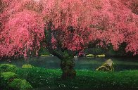Tree of Dreams (Washington State) Panorama by Peter Lik - 1 Tree of Dreams (Washington State) Panorama by Peter Lik - 1