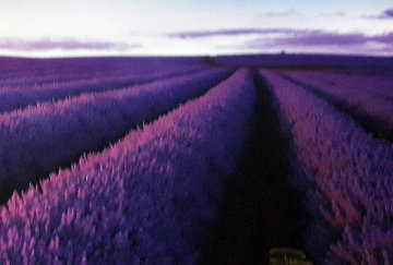 Lavender Fields Panorama - Peter Lik