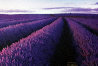 Lavender - Tasmania Panorama by Peter Lik - 3