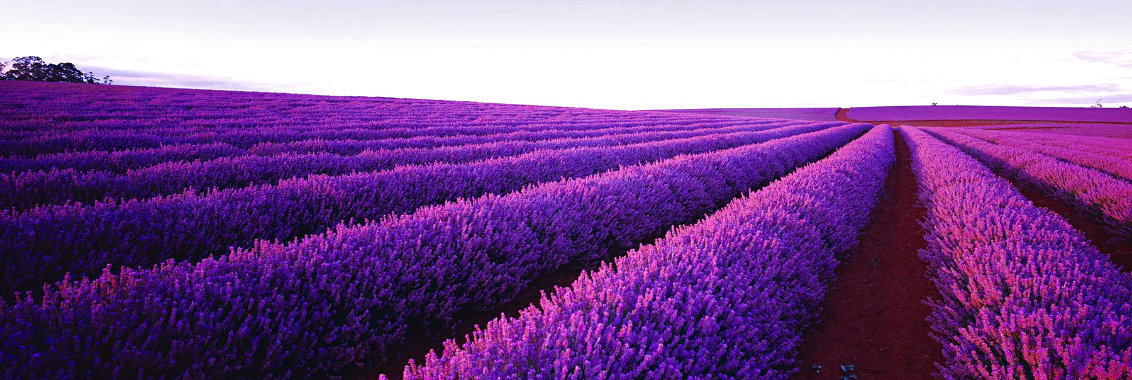 Lavender - Tasmania Panorama by Peter Lik Lavender - Tasmania Panorama by Peter Lik