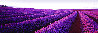 Lavender - Tasmania Panorama by Peter Lik - 0
