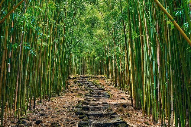 Enchanted Pathway 1M - Maui, Hawaii - Recess Mount Panorama by Peter Lik