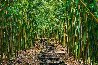 Enchanted Pathway 1M - Maui, Hawaii - Recess Mount Panorama by Peter Lik - 0