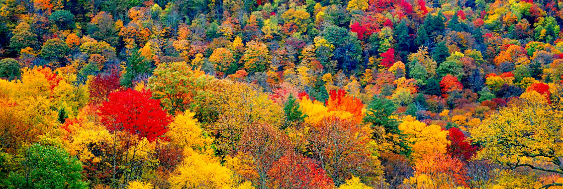Virginia - Shenandoah National Park Panorama by Peter Lik
