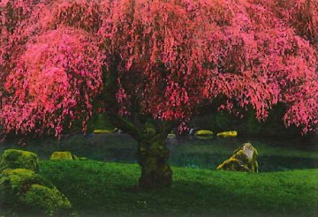Tree of Dreams (Washington State) Panorama - Peter Lik Tree of Dreams (Washington State) Panorama - Peter Lik