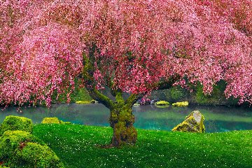 Tree of Dreams (Washington State)  Panorama - Peter Lik
