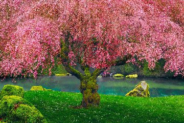 Tree of Dreams (Washington State) Huge Panorama - Peter Lik Tree of Dreams (Washington State) Huge Panorama - Peter Lik