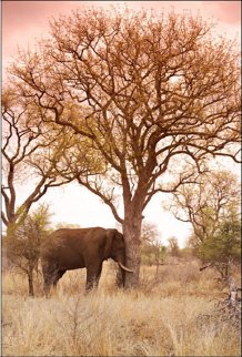 Elle Dreaming 1.5M Huge! Panorama - Peter Lik Elle Dreaming 1.5M Huge! Panorama - Peter Lik