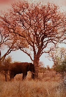 Elle Dreaming Panorama by Peter Lik - 0 Elle Dreaming Panorama by Peter Lik - 0