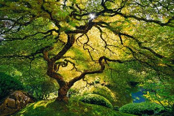 Inner Peace Panorama - Peter Lik Inner Peace Panorama - Peter Lik