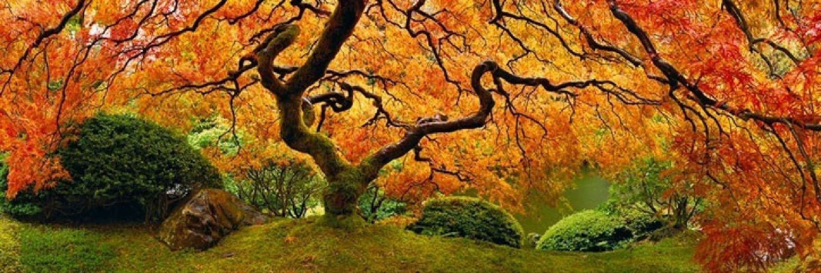Tree of Zen 1.5M Huge Panorama by Peter Lik