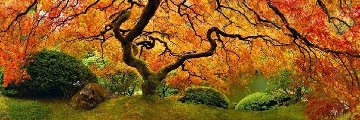 Tree of Zen 1.5M Huge Panorama - Peter Lik Tree of Zen 1.5M Huge Panorama - Peter Lik