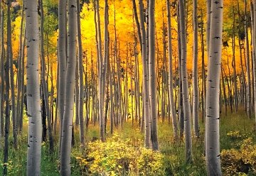 Golden Dawn 1.5M Huge Panorama - Peter Lik Golden Dawn 1.5M Huge Panorama - Peter Lik