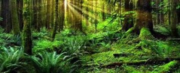 Divine Light 2M Super Huge Panorama - Peter Lik Divine Light 2M Super Huge Panorama - Peter Lik