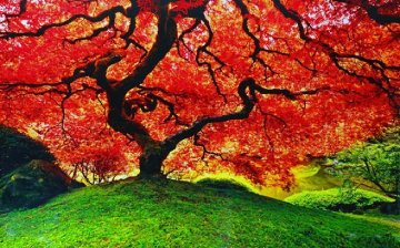 Tree of Life (Oregon) 2M Huge Panorama - Peter Lik