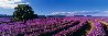 Lavender Sea 1.5M - Huge - Recess Mount - Tasmania, Australia Panorama by Peter Lik - 0