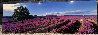 Lavender Sea 1.5M - Huge - Recess Mount - Tasmania, Australia Panorama by Peter Lik - 2