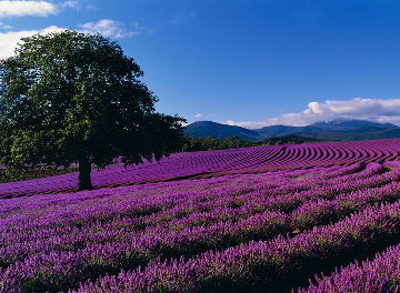 Lavender Sea 1.5M Huge! Panorama - Peter Lik Lavender Sea 1.5M Huge! Panorama - Peter Lik