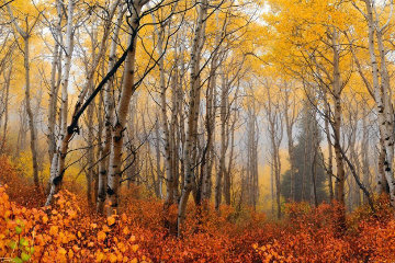 Autumn Mist 1.5M Super Huge Panorama - Peter Lik Autumn Mist 1.5M Super Huge Panorama - Peter Lik