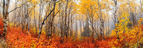 Autumn Mist 1.5M - Huge - Deer Valley, Utah Panorama - Peter Lik