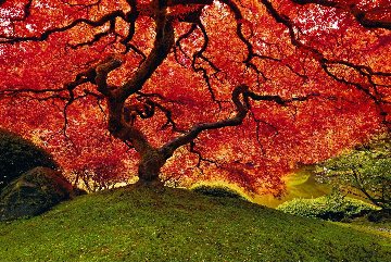 Tree of Life Panorama - Peter Lik Tree of Life Panorama - Peter Lik