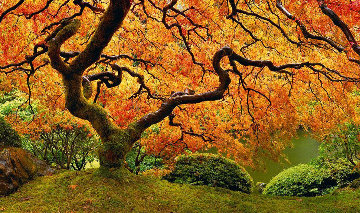 Tree of Zen 2M Super Huge Panorama - Peter Lik Tree of Zen 2M Super Huge Panorama - Peter Lik