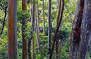 Painted Forest 2M  Huge Panorama - Peter Lik