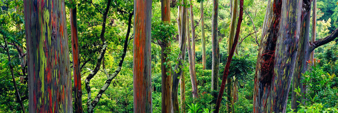 Painted Forest 1.5M Huge - Maui, Hawaii Panorama by Peter Lik