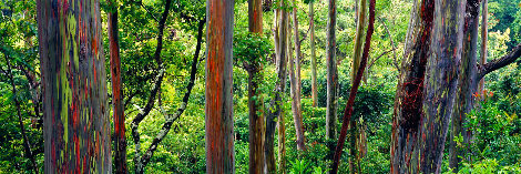 Painted Forest 1.5M Huge - Maui, Hawaii Panorama - Peter Lik