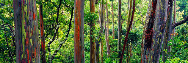Painted Forest 1.5M Huge - Maui, Hawaii by Peter Lik