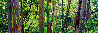 Painted Forest 1.5M Huge - Maui, Hawaii Panorama by Peter Lik - 0