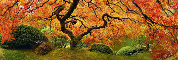Tree of Zen 2M Huge Panorama - Peter Lik Tree of Zen 2M Huge Panorama - Peter Lik