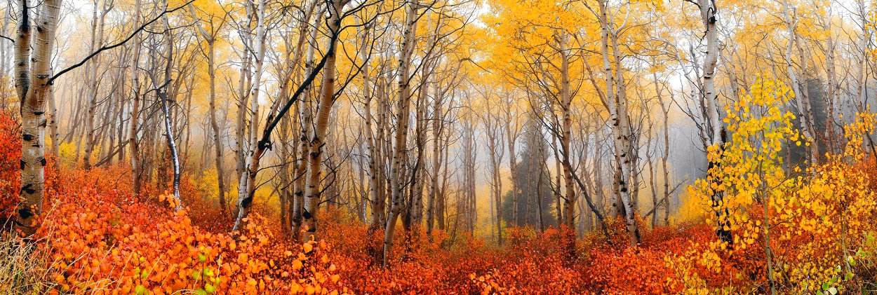 Autumn Mist 1.5M Huge Panorama by Peter Lik Autumn Mist 1.5M Huge Panorama by Peter Lik