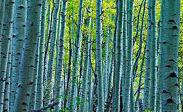 Endless Birches Colorado 1.5M Huge Panorama - Peter Lik Endless Birches Colorado 1.5M Huge Panorama - Peter Lik