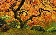 Tree of Zen 2M Super Huge Panorama by Peter Lik - 0 Tree of Zen 2M Super Huge Panorama by Peter Lik - 0