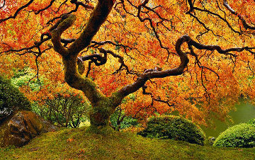Tree of Zen 2M Super Huge Panorama - Peter Lik Tree of Zen 2M Super Huge Panorama - Peter Lik