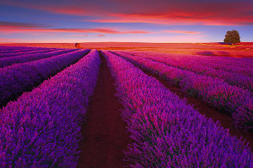 Splendour 1.5M Huge Panorama - Peter Lik Splendour 1.5M Huge Panorama - Peter Lik