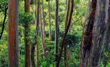 Painted Forest Panorama - Peter Lik Painted Forest Panorama - Peter Lik