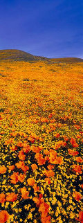 Rainbow Fields Panorama - Peter Lik Rainbow Fields Panorama - Peter Lik