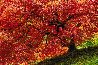 Enchantment Panorama by Peter Lik - 1 Enchantment Panorama by Peter Lik - 1