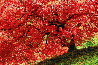 Enchantment Panorama by Peter Lik - 0 Enchantment Panorama by Peter Lik - 0