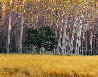 Golden Silence Panorama by Peter Lik - 1
