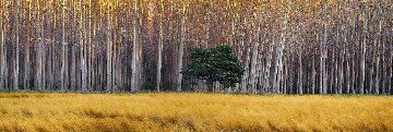 Golden Silence 2M Super Huge Panorama - Peter Lik Golden Silence 2M Super Huge Panorama - Peter Lik