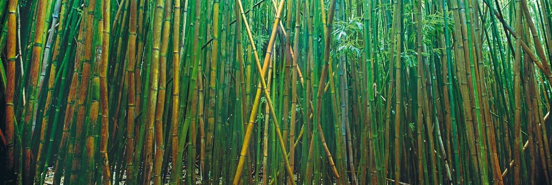 Bamboo 2M - Huge Mural Size - Pipiwai Trail, Hana, Hawaii Panorama by Peter Lik