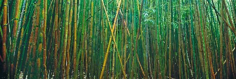 Bamboo 2M - Huge Mural Size - Pipiwai Trail, Hana, Hawaii Panorama - Peter Lik