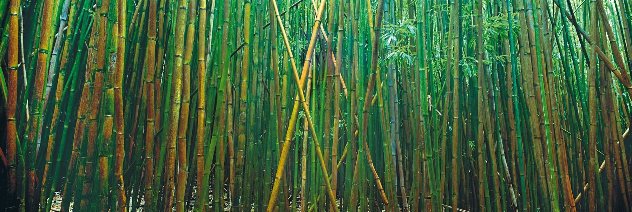 Bamboo 2M - Huge Mural Size - Pipiwai Trail, Hana, Hawaii by Peter Lik