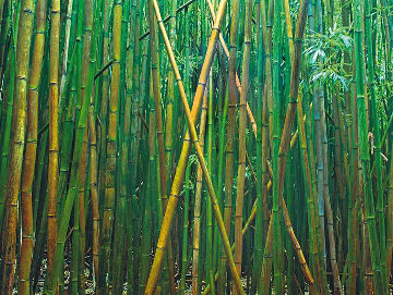 Bamboo 2M Huge Mural Size Panorama - Peter Lik