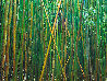 Bamboo 2M - Huge Mural Size - Hawaii Panorama by Peter Lik - 0